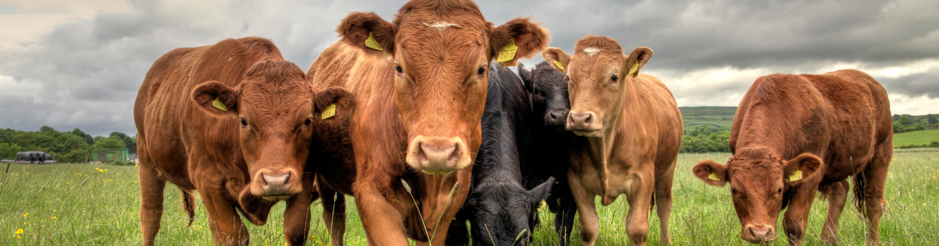 Cattle in a field banner.